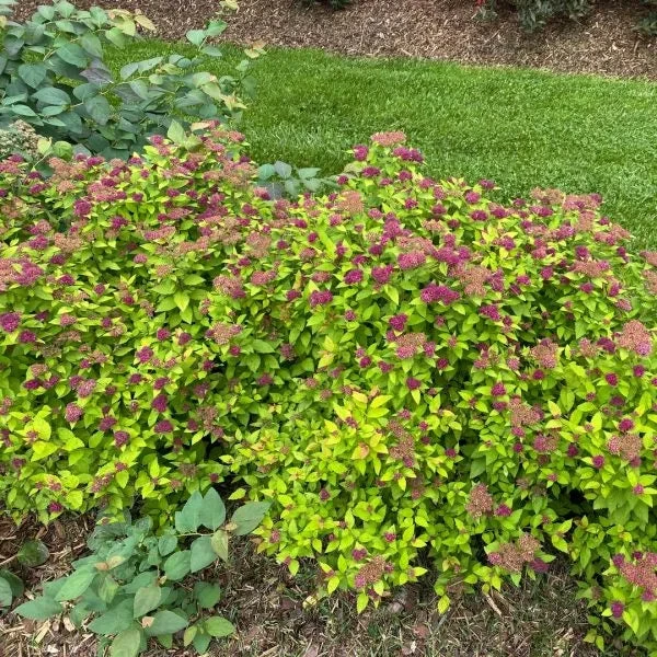 Double Play® Dolly™ Spirea - Image 3