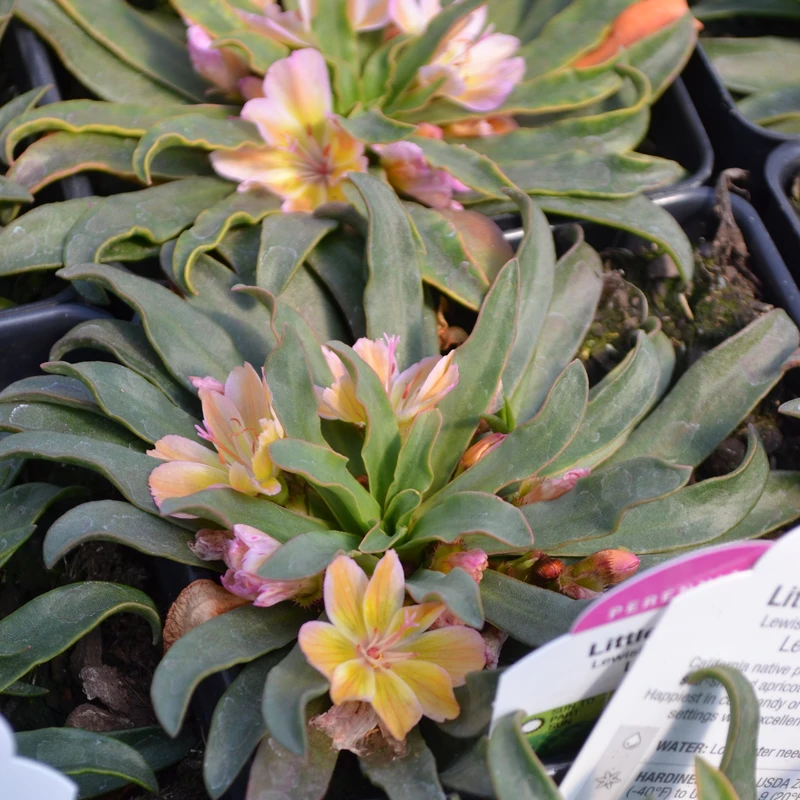 'Little Peach' Lewisia
