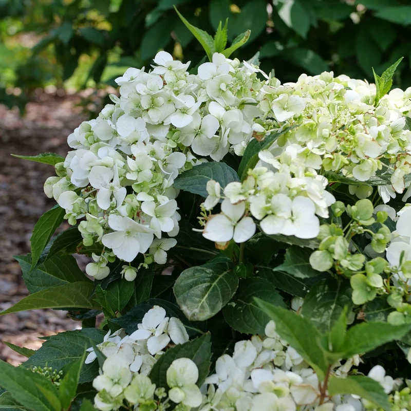 Fairytrailâ„¢ White Cascade Hydrangea - Image 4