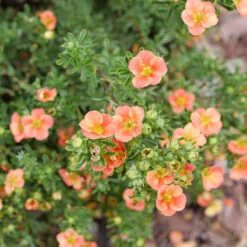 Happy Face® Orange Potentilla