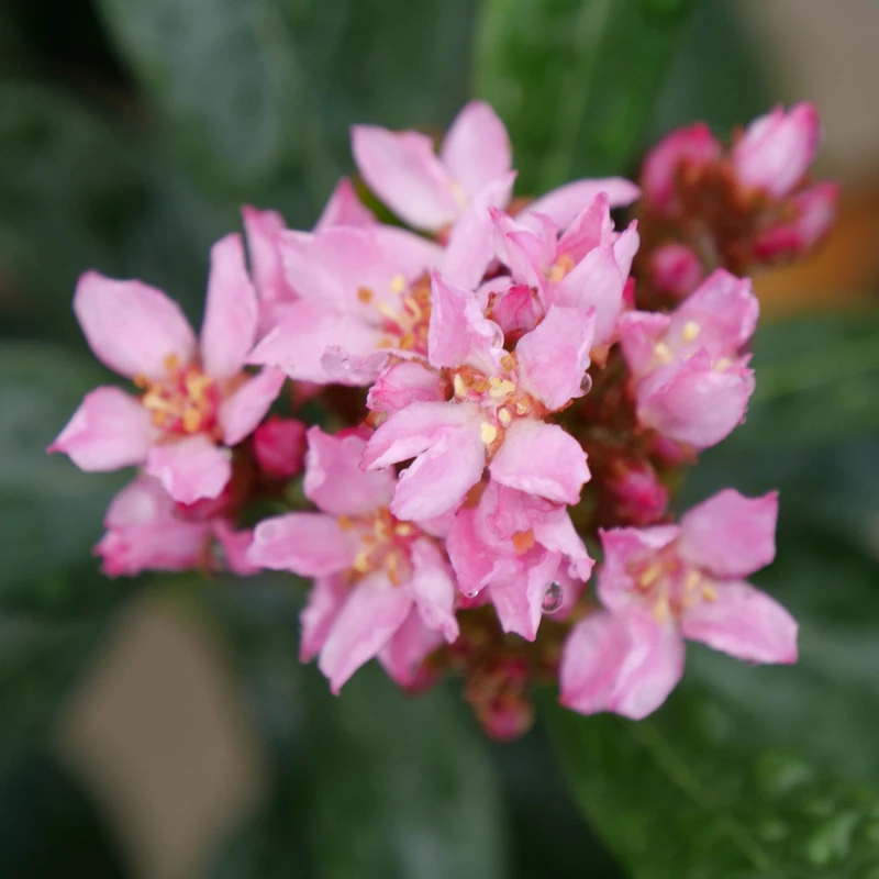 La Vida Grande™ Indian Hawthorn - Image 3