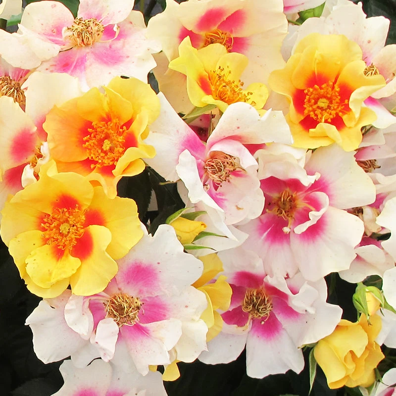 Ringo® Rose - Image 2