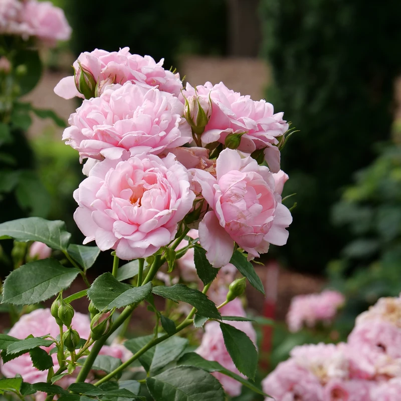 Reminiscent™ Pink Rose - Image 4