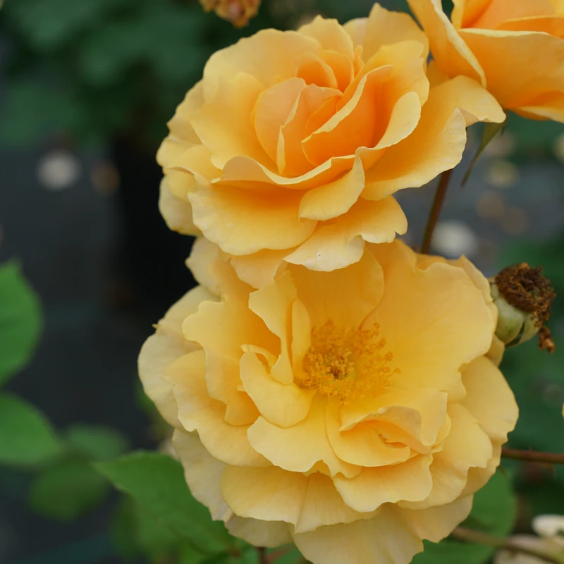 Rise Up Amberness™ Climbing Rose - Image 2