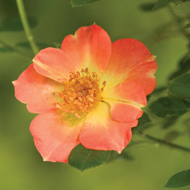 Oso Easy Paprika® Rose - Image 3