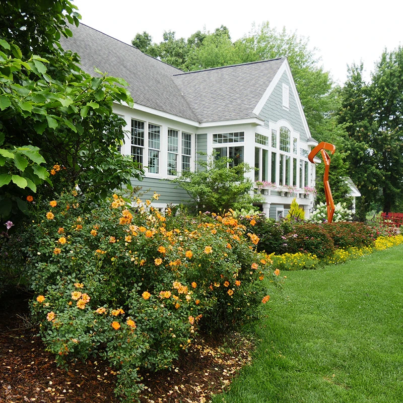 Oso Easy Paprika® Rose - Image 4