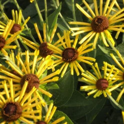 'Henry Eilers' Sweet Coneflower (Rudbeckia)