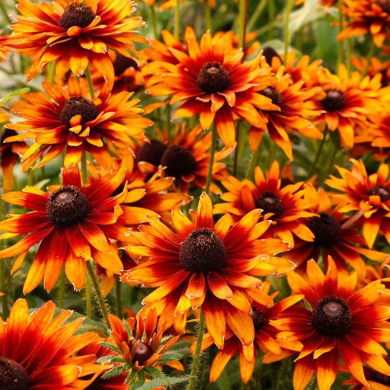 'Summer Sienna' Sweet Coneflower (Rudbeckia) - Image 3