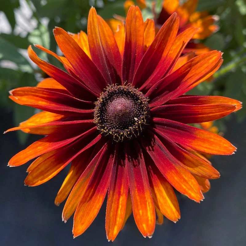 'Summer Sienna' Sweet Coneflower (Rudbeckia) - Image 2