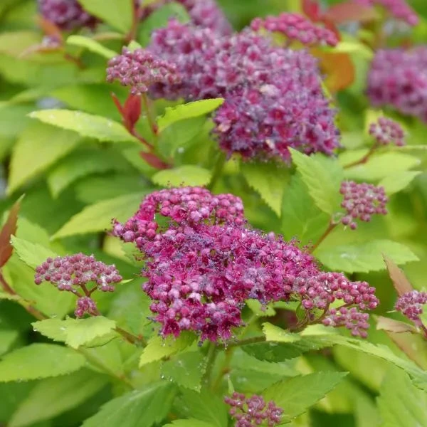 Double Play® Dolly™ Spirea - Image 2