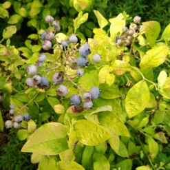 Sky Dew™ Gold Vaccinium