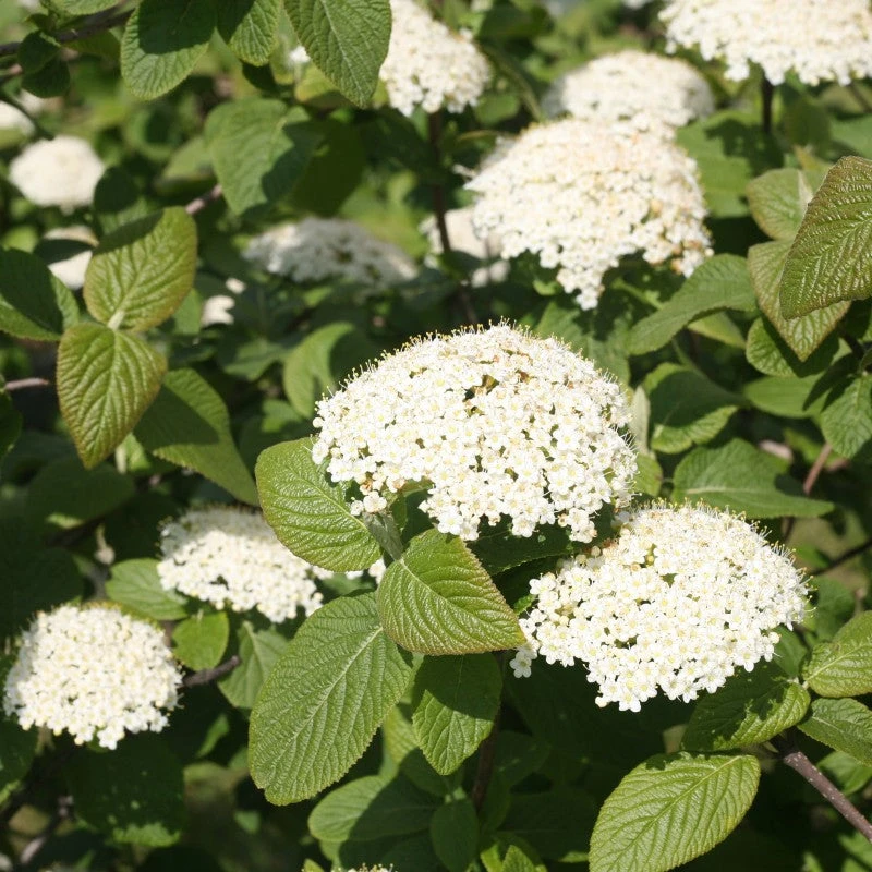 Red Balloon® Lantanaphyllum Viburnum - Image 2