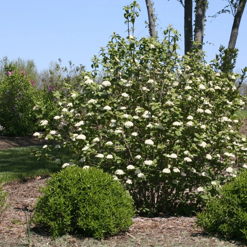 Red Balloon® Lantanaphyllum Viburnum - Image 3