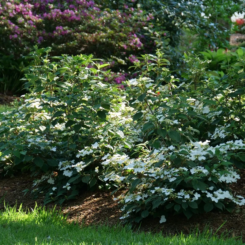 Steady Eddy™ Doublefile Viburnum - Image 2