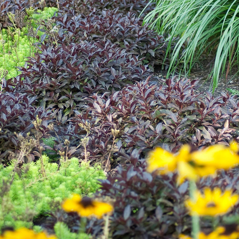 Midnight Wine Shineâ„¢ Weigela - Image 4