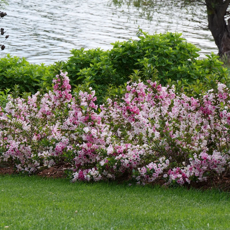 Czechmark Trilogy® Weigela - Image 3