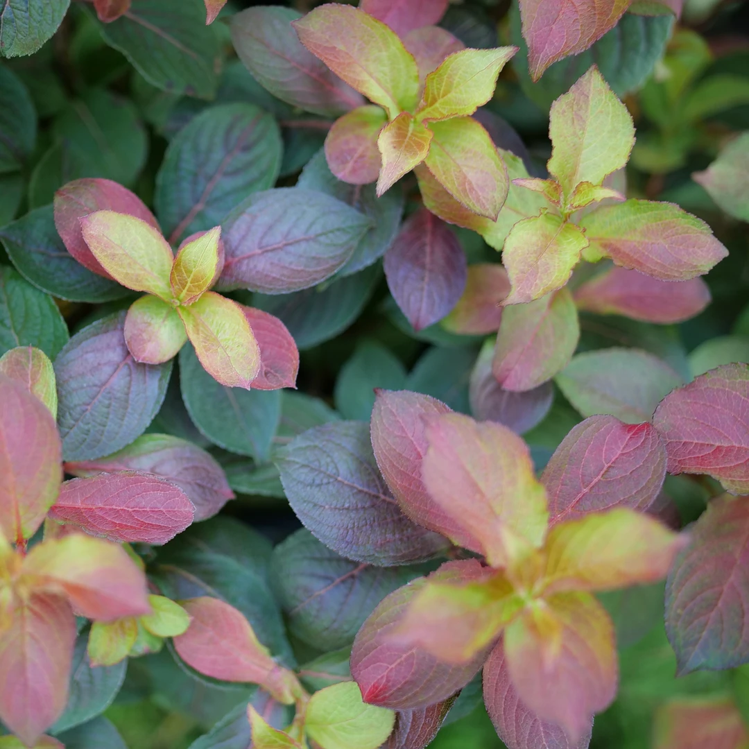 Midnight Sun™ Weigela