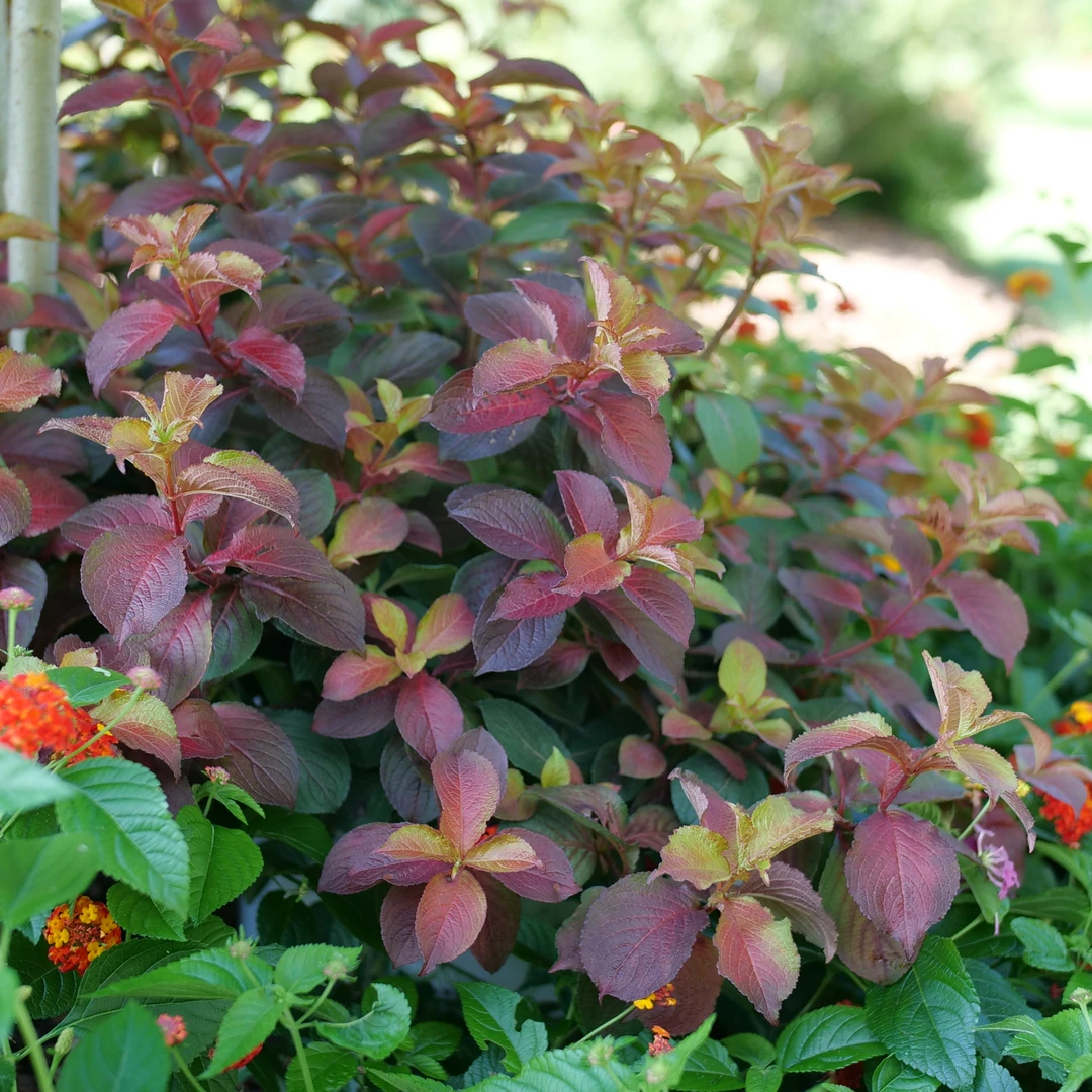 Midnight Sun™ Weigela - Image 2