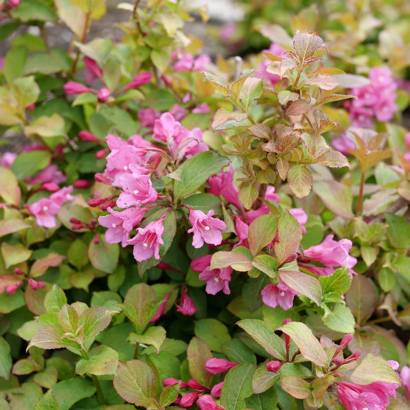 Midnight Sun™ Weigela - Image 3