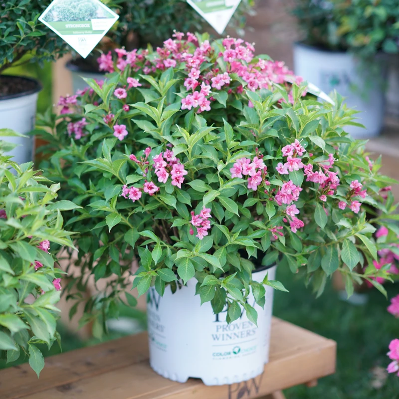 Snippet® Dark Pink Weigela - Image 2