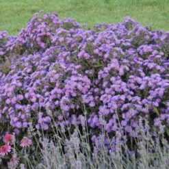 Kickin® 'Lilac Blue' New England Aster