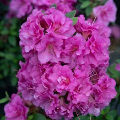 Perfecto Mundo® Double Purple Reblooming Azalea