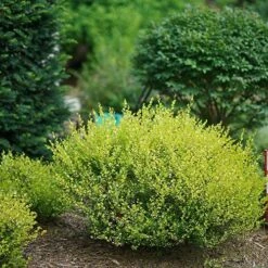 Cesky Gold® Dwarf Birch