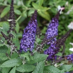 Pugster Blue® Butterfly Bush