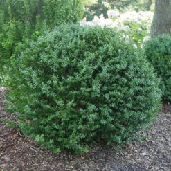 North StarĀ® Boxwood