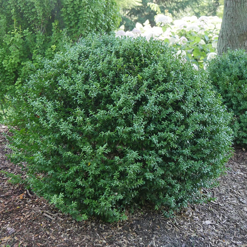 North Star® Boxwood