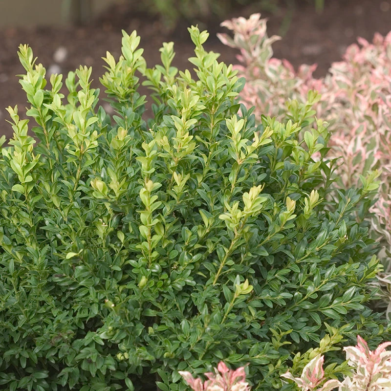 North Star® Boxwood - Image 4