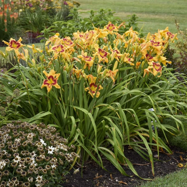 Rainbow Rhythm® 'Tiger Swirl' Daylily - Image 4