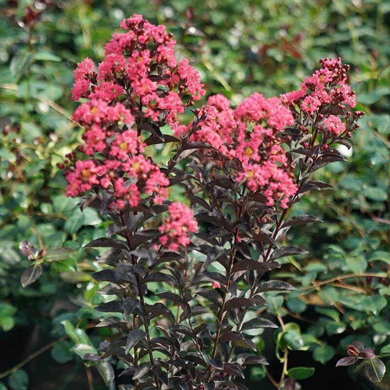 Center StageĀ® Coral Crapemyrtle - Image 2