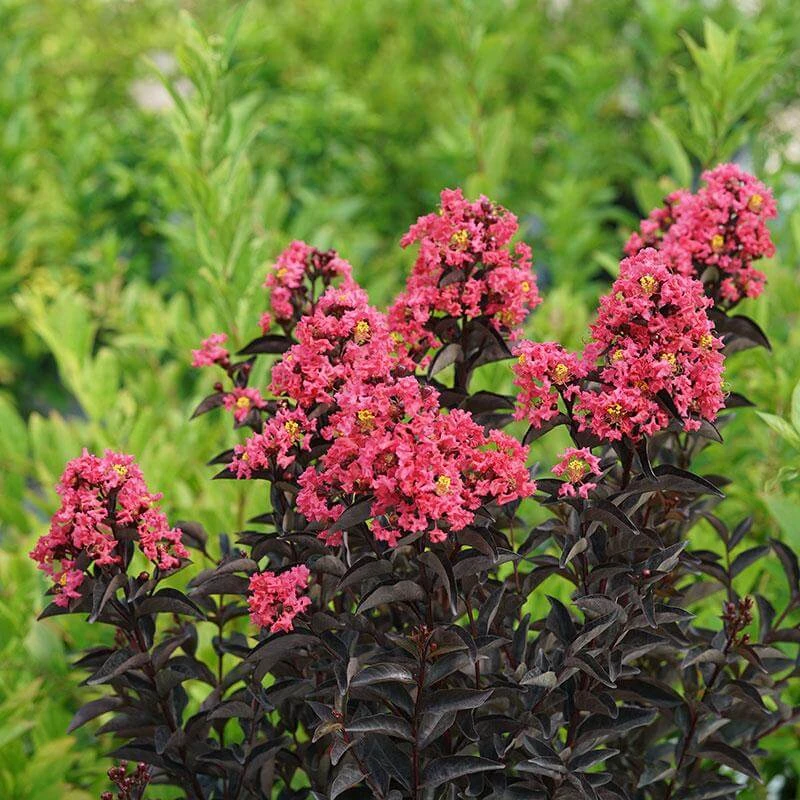 Center StageĀ® Coral Crapemyrtle - Image 3