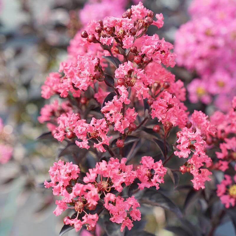 Center StageĀ® Coral Crapemyrtle - Image 4
