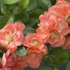 Double Take Peach™ Flowering Quince