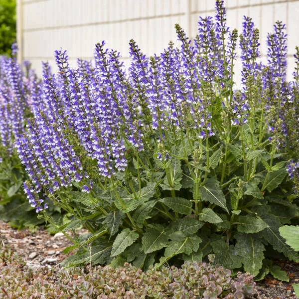 Color Spires® 'Azure Snow' Salvia - Image 6
