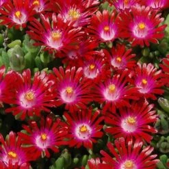 Hot Cakes® 'Saucy Strawberry' Ice Plant