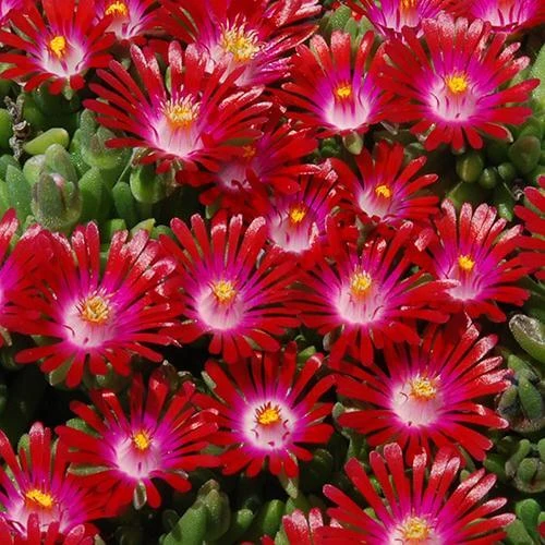 Hot Cakes® 'Saucy Strawberry' Ice Plant