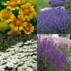 Drought Resistant+ Long Blooming Collection
