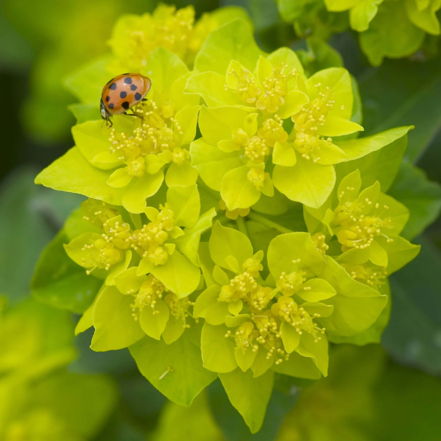 Cushion Spurge - Image 2