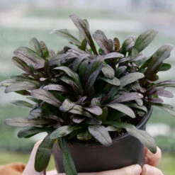 Feathered Friends™ 'Noble Nightingale' Bugleweed