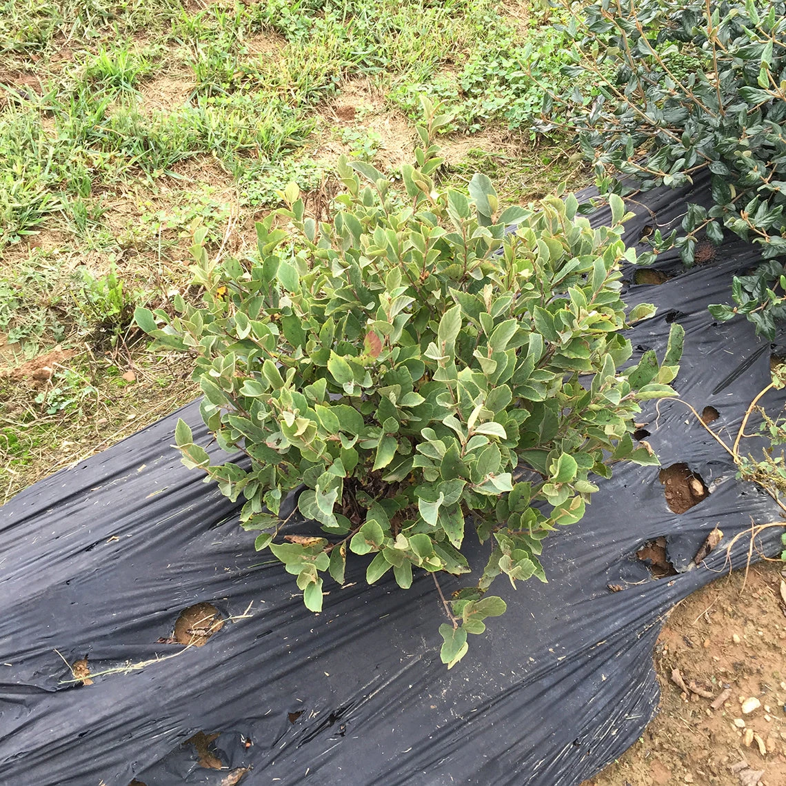 Legend Of The Small⢠Bottlebrush - Image 2