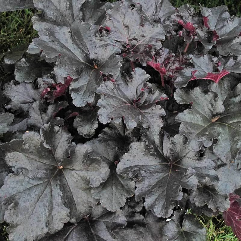 Primo® 'Black Pearl' Coral Bells