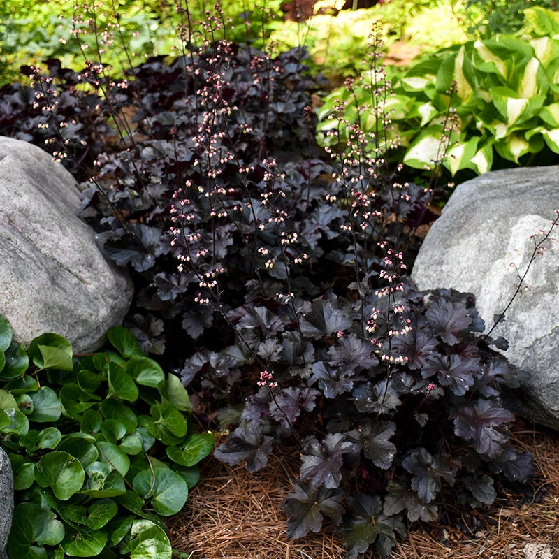 Primo® 'Black Pearl' Coral Bells - Image 2