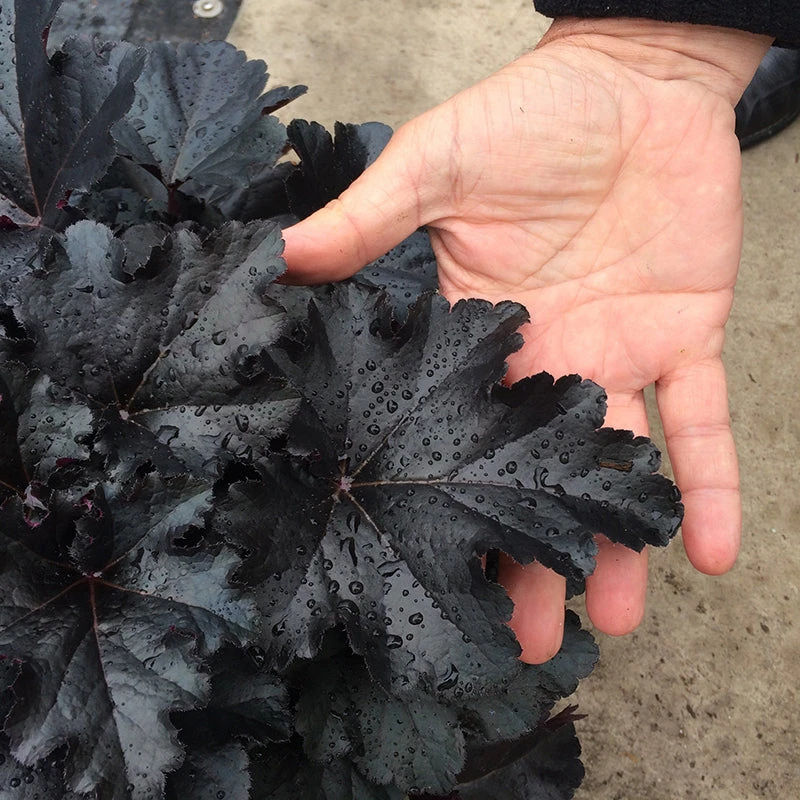 Primo® 'Black Pearl' Coral Bells - Image 3