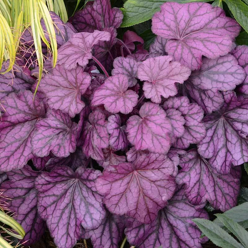 Primo® 'Wild Rose' Coral Bells - Image 2