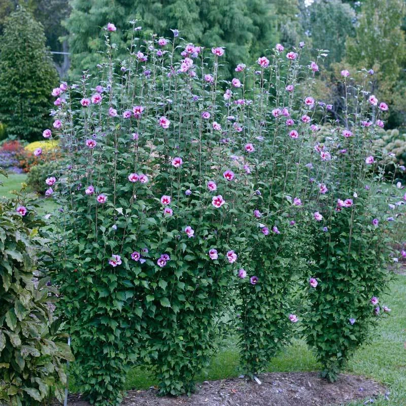 Purple Pillar® Rose Of Sharon
