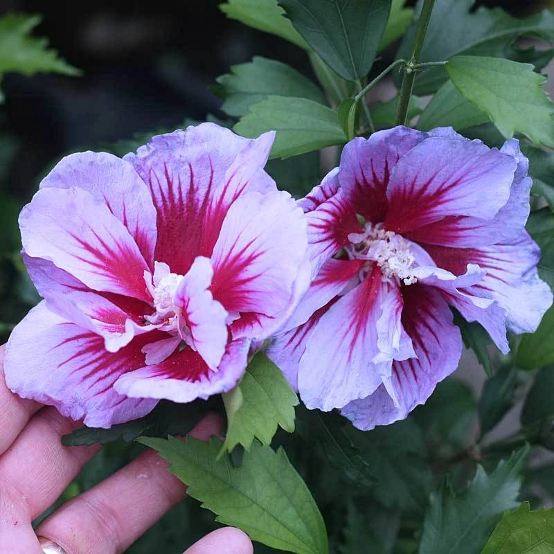 Purple Pillar® Rose Of Sharon - Image 2