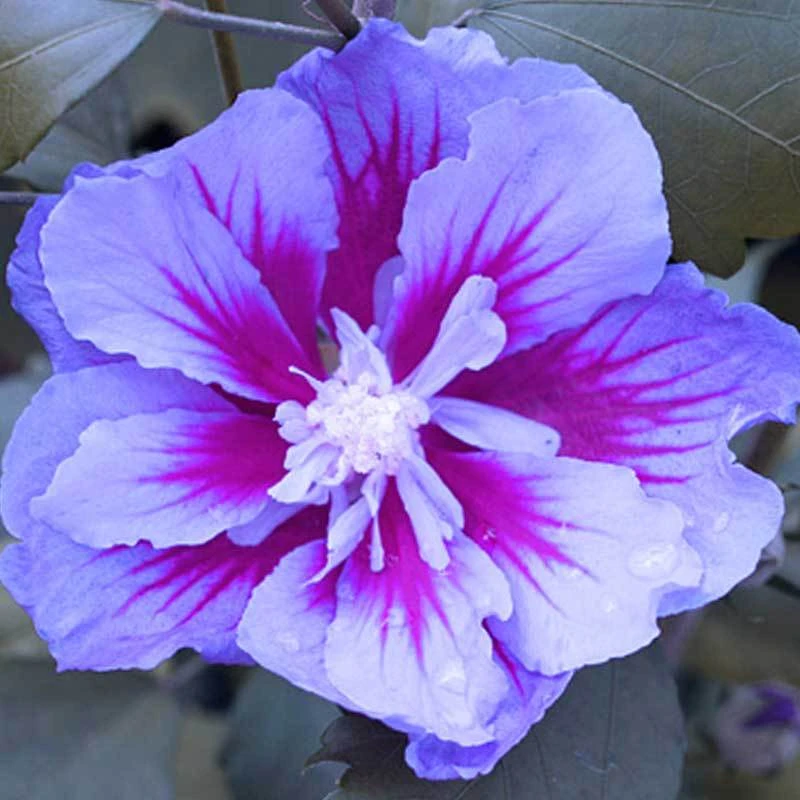 Purple Pillar® Rose Of Sharon - Image 6